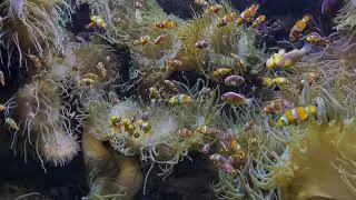 Relaxing video Restoration of the nervous system Soothing sound of the sea For sleep #Aquarium