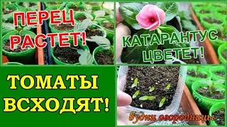 ТОМАТЫ ВСХОДЯТ/ПЕРЕЦ РАСТЕТ/КАТАРАНТУС ЦВЕТЕТ