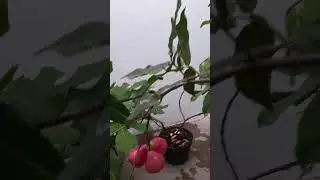 Jambu Demak Dalam Pot & sedikit koleksi tanaman lainnya