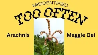 The most misidentified orchid I know: Arachnis Maggie Oei