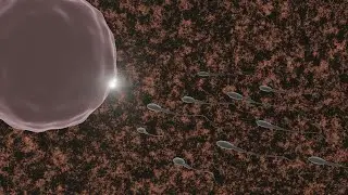 The Difficult Journey of the Sperm (3d )
