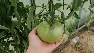 Урожай и алабай, роза, деревенский рай))