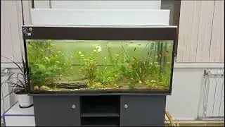#аквариум