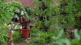 Turn plastic bottles into green spinach garden