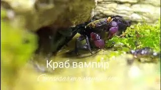 Краб вампир - Geosesarma vampire