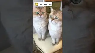 #юмор