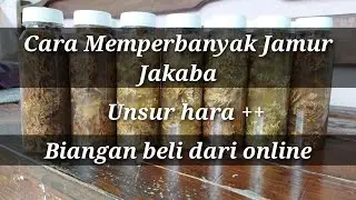 CARA MEMBUAT MEDIA PERBANYAKAN JAKABA LENGKAP DENGAN UNSUR KALIUM PENYUBUR TANAMAN