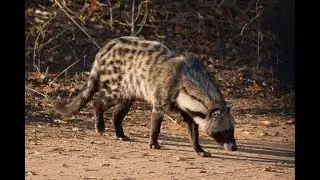 The Secret Life of the African Palm Civet 🐾🌙 | Nature’s Nocturnal Mystery