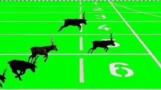 4k Running deer and Deers Animation green screen footage | with mouvements and types