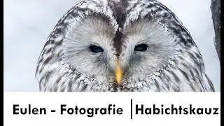 Eulenfotografie: Der Habichtskauz (Strix uralensis)