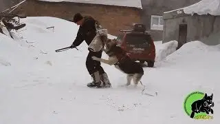 ВЕО Елисей Великолепный из Империи Стражей. Тренинг с Юрием Бояркиным.