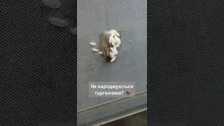 Як народжуються тарганчтки ?