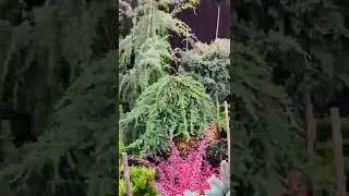 Пихта Айсбекер, ель Пуш на штамбе. Продажа Вотцап 89036602009) телеграмм 
