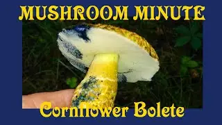 Amazing Cornflower bolete that turns blue and is edible!