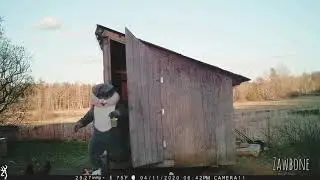 Easter Bunny Caught on Trail Camera in Chicken Coop