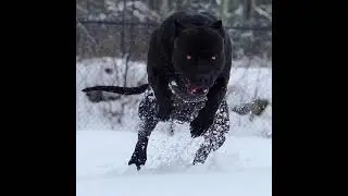 Rottweiler 🔥 and pitbull 🔥 or  cane corso 🔥 baby and Adult status 🔥