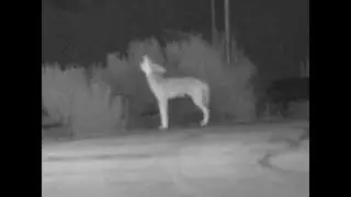 Coyote howls!