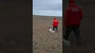 Работа Английского сеттера Umair
