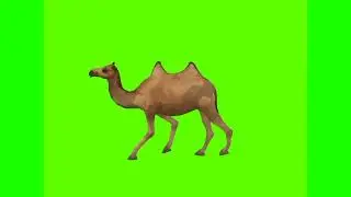 Camel Walking Fast in different angles free green screen videos