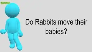 Do Rabbits Move Their Babies?