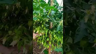 Томат мегаурожайный!  Сумасшедшие вишни Барри!!!
