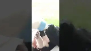 Scott filhote😀🐶🐶.