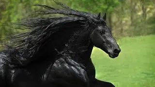 Most handsome horse, Frederik, lustrous mane changes style according to his mood
