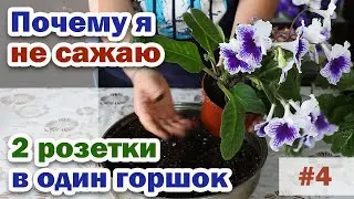 Transplantation of an adult streptocarpus. Removing stepsons. #4