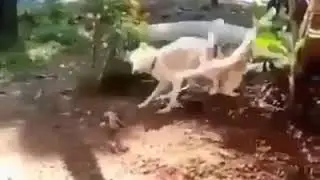 Bruce Lee dog