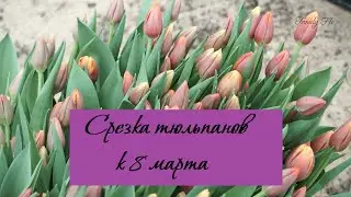 Срезка тюльпанов к 8 марта (26.02.2022)