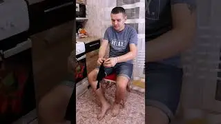 БЕЛКА И НЮША ГОЛОДНЫЕ