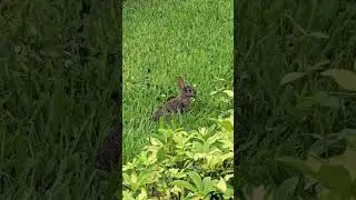 chewing rabbit 🐇
