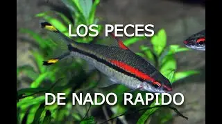 Los peces Más ACTIVOS para tu acuario