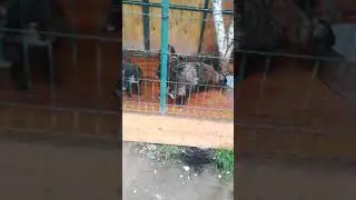 Чёрные Еноты 🦡
