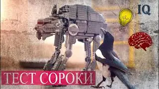 Игры с сорокой (Тест на IQ)