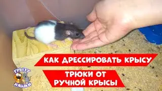 КАК ДРЕССИРОВАТЬ КРЫСУ /ПРОСТОЙ ТРЮК / ТРЮКИ ОТ РУЧНОЙ КРЫСЫ