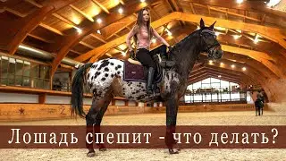 We're addressing the issue of a horse rushing. Equestrian sport. Training. Pace and rhythm. Horse...