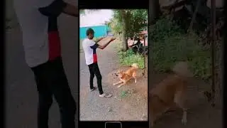 dog game 😂