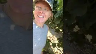 Can you eat wine grapes?
