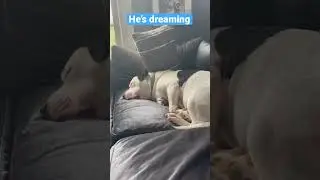 What do you think he’s dreaming about?