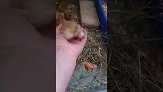 Гимнастка Нюша.