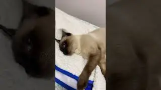Pensamento do meu gato depois de comer #shorts