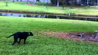 Dog stalking squirrel.
