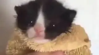 chinese man yell at a newborn cat
