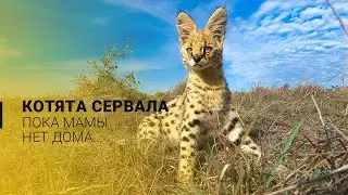 Игривые котята сервала. Редкие кадры диких котят сервала из заповедника Масаи-Мара