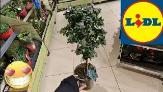 ARRIVAGE LIDL 9 MAI 2023