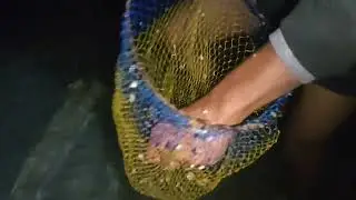 Berburu udang dan kepiting di laut Belitung ⁉️