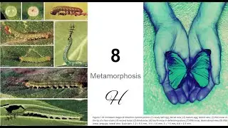 8 Metamorphosis H - First of Series