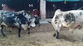 qurbani2024|| cow || cowqurbani
