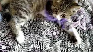 Спасение котенка 🐈